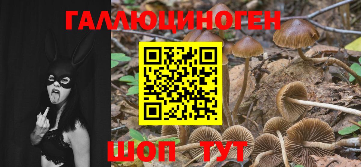 Галлюциногенные грибы Psilocybe Чебаркуль